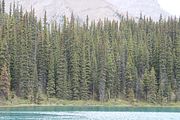98 - Maligne Canyon, Medicine Lake, Maligne Lake - IMG_1178